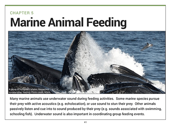 DOSITS feeding41 smo Discovery Of Sound In The Sea