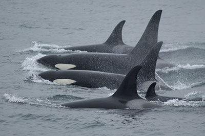 Toothed whales, such as these orcas, use sound to locate prey. Photo courtesy of NOAA/NMFS.