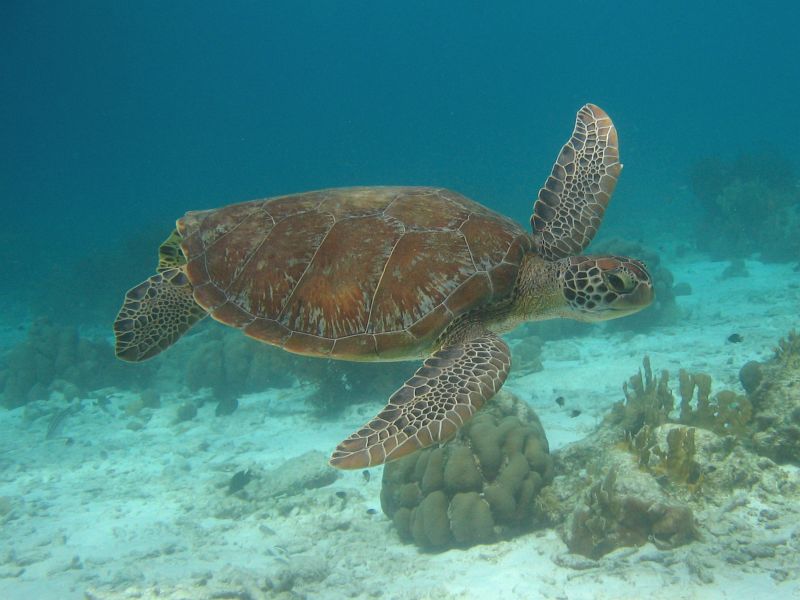 How Do Sea Turtles Hear Discovery Of Sound In The Sea