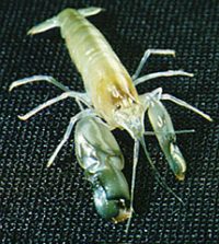 Snapping Shrimp – Discovery of Sound in the Sea