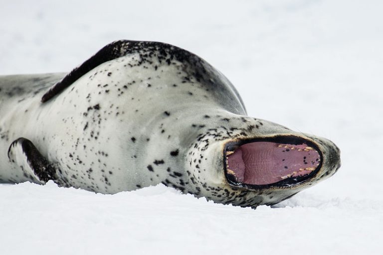 Leopard Seal Discovery of Sound in the Sea