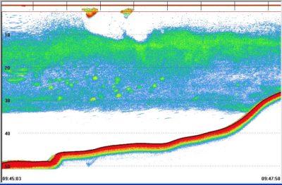 Echosounder output image of fish schools and zooplankton layers.