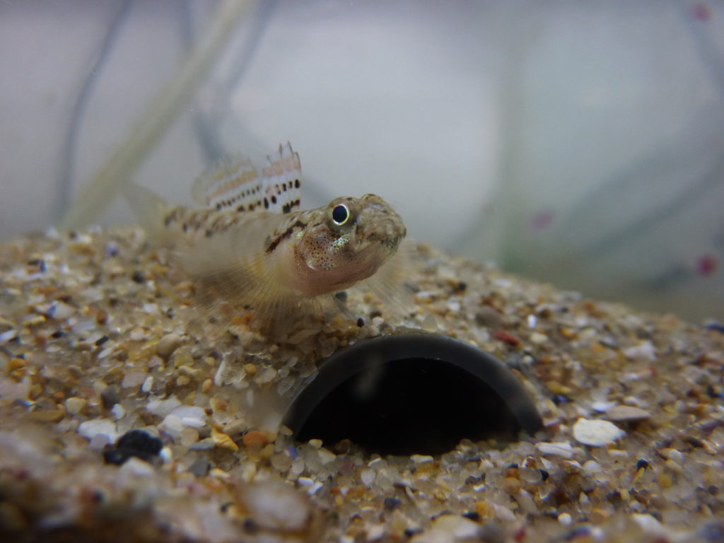 Painted Goby – Discovery of Sound in the Sea