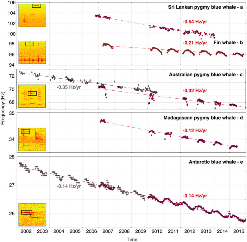Changes in Baleen Whale Vocalizations Discovery of Sound in the Sea