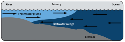 illustration of a salt wedge estuary