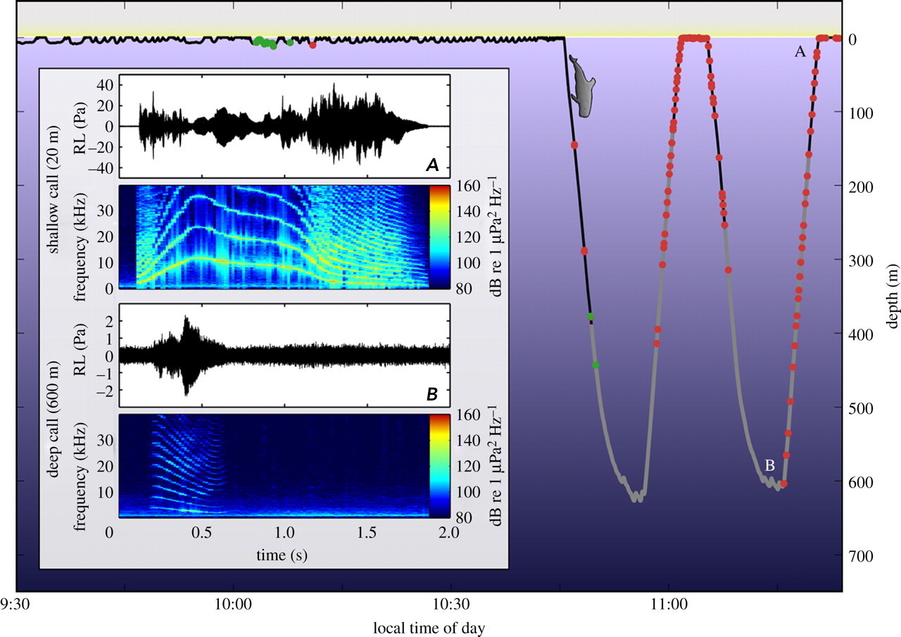 Specialized Sounds in Cetacean Communication Discovery of Sound in