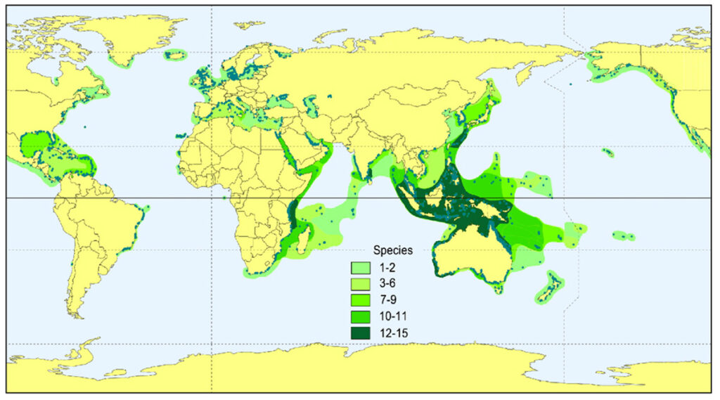 Map showing distribution of seagrass species with the largest center of high seagrass diversity is Southeast Asia and north tropical Australia.