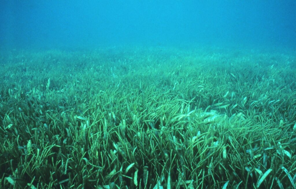 Underwater photo of a seagrass bed